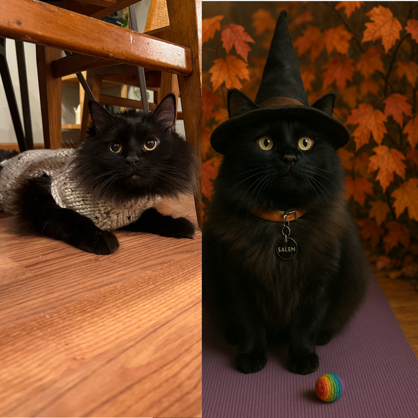 Turn Your Pet Into a Stunning Custom Portrait on Glass